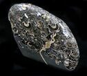 Polished Ammonites Marston Magna Marble - Tall #22095-2